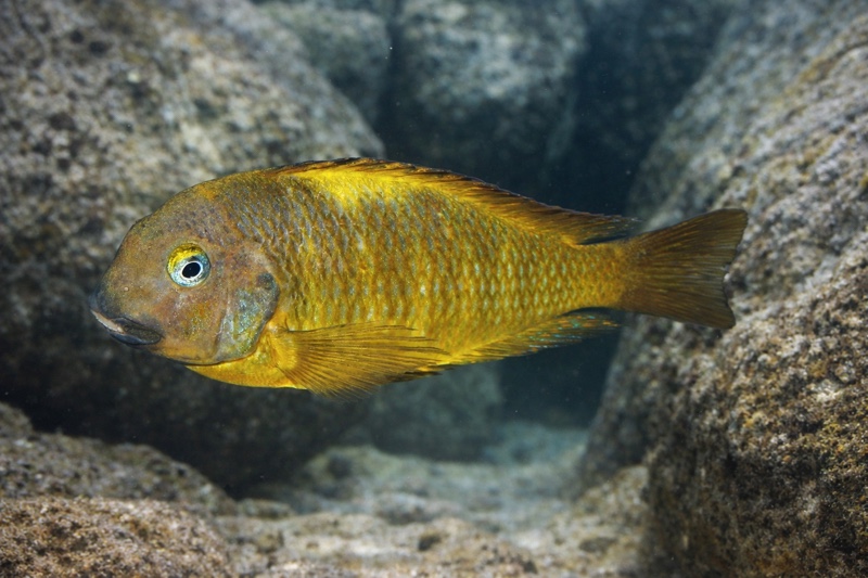Tropheus brichardi 'Bulombora'